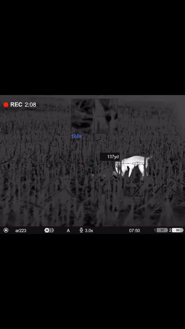 The decoy queen bringing home the first of 3 #decoydog #coyotehunting