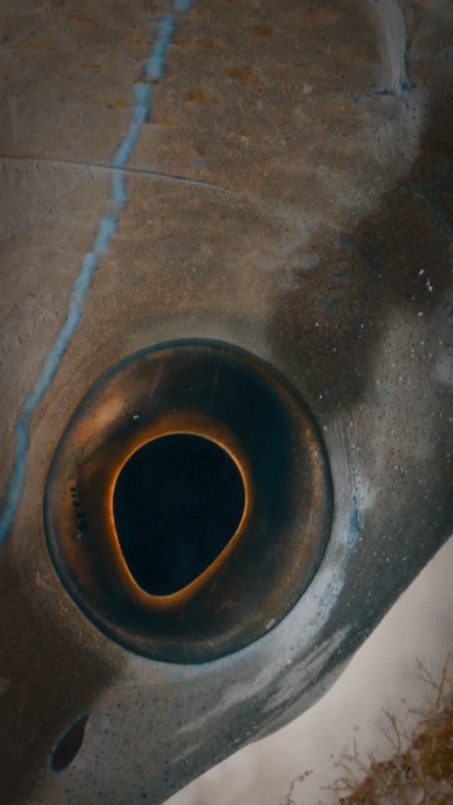 WHO AM EYE???? Anyone know which creature this eye belongs to ? A lot of my film projects take me around the world filming some of the biggest magnificent beasts that inhabit our oceans - However there is such sanctuary in focusing on the small things which reveal beauty hiding in plain site right in front of us !!! This shit was particularly tricky as I was free-handing the Gates Housing whilst pushed in on the hard end of a 70 -180 lens. Those little eye movements are the icing on the cake for Nat history operators ….. @reddigitalcinema @gates.underwater @nikonusa @biminiscubacenter @scubadivingmag @paditv #underwater #watching #eye #peek #mystery #alien #who #scuba #gatesunderwater #macro #travel #diving #seagrass #swim #snorkel #creep #peekaboo