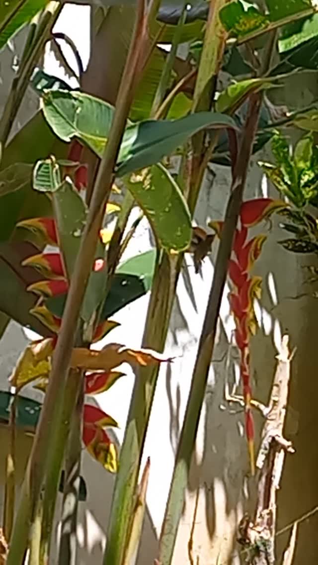 Ahhh os beija-flores !
Se alguém ainda tinha alguma dúvida que as Helicônias atraem beija-flores..agora ninguém tem mais 🌳⚘️🌷