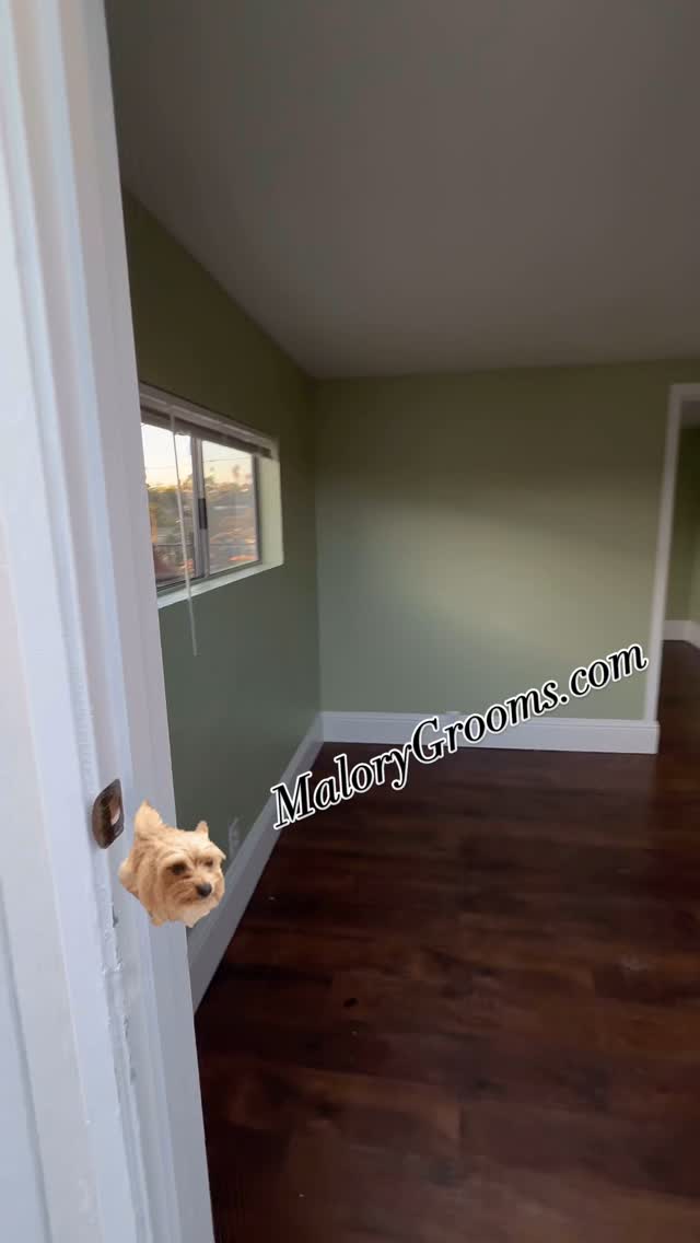 Grand Opening to be announced in February! 🛁
Till then don’t sleep on booking your pets grooming appointment. Go to Malory Grooms.com to complete a new client request, I will follow up personally to schedule the right grooming service for your love one 🐶
#clairemontsandiego #oneononegrooming #fearfree #showgrooming #showtraining #doggrooming #sandiego #bayho #lajolla #miramesa #dogbeach #igroomsalon