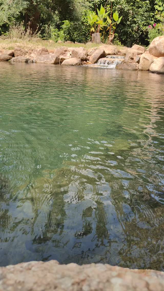 45 by 25 Bio-swim pond @ Pollachi, Tamil Nadu
Crystal clear water at 6.5 ft deep.