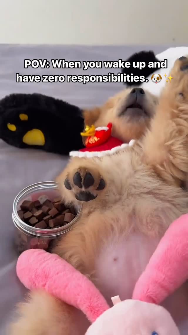 POV: When you wake up and have zero responsibilities. 🐶✨
#cutedogs #dogmom #funnydogs #dogoftheday #doglife #puppylife #cutepuppy #puppylover #doglifestyle #goldenretriever #goldenretrieverlife #goldenretrieverpuppy