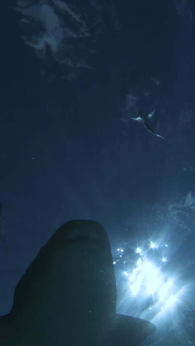 Every time I see a Nurse shark now. I can’t help but think of Jeff ! One of the original OG Shark Docs ! We joked that he would get a lemon shark tattoo on his bicep if I got a Nurse Shark on my face ! - I think the intensity of his love for Nurses was only mirrored by his distaste for Lemons 🤣
A massive supporter of Sharks4Kids Dr. Jeff Carrier was a mentor, colleague, and friend. Dr. Derek Burkholder started his journey with Jeff as an undergrad student at Albion College. He continued to work with him for over 20 years at the Dry Tortugas and the Florida Keys. Jillian Morris first worked with Jeff while assisting with his Dry Tortugas nurse shark research in 2004 (where she and Derek met). They all worked together again on the same project in 2005. Jeff supported Sharks4Kids from the start and helped us create our Young Women in STEM program in partnership with Seacamp. He consulted on and wrote the forward to our first book, Norman the Nurse Shark. Duncan and Jillian then worked on Sharks of The Shallows with Jeff. Jeff meant a lot to us, and we cannot thank him enough for his knowledge, inspiration, and friendship.
The world ( and shark world) lost an incredible human, but we will ensure his legacy continues.
Footage and edit @underwatercameraman
@derekburkholder @biminisharkgirl