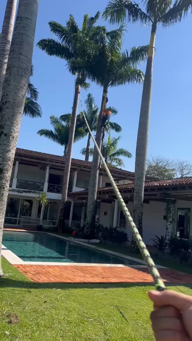 Some of the great memories from my last time in Brazil 🇧🇷.
🌴 Sip-lining some leaves over the pool to prevent them from falling in! 🌿💪
Removing dead leaves and adding bug protection to keep those palm trees safe. 🛡️🐞
Big shoutout to @anzaipodas , one of the best tree climbers I’ve worked with so far in Brazil! 🇧🇷🙌
☀️ Can’t wait to get back to sunny beach days and tackle more exciting projects! 🌊🔥
#treecare #AzaiPodas #dreamteam #sunnydays #beachvibes #brazil #treeclimbing #greenworks #teufelberger #dmm #petzl #notch #roperunner #sipline #palmtrees #paraty #arborist