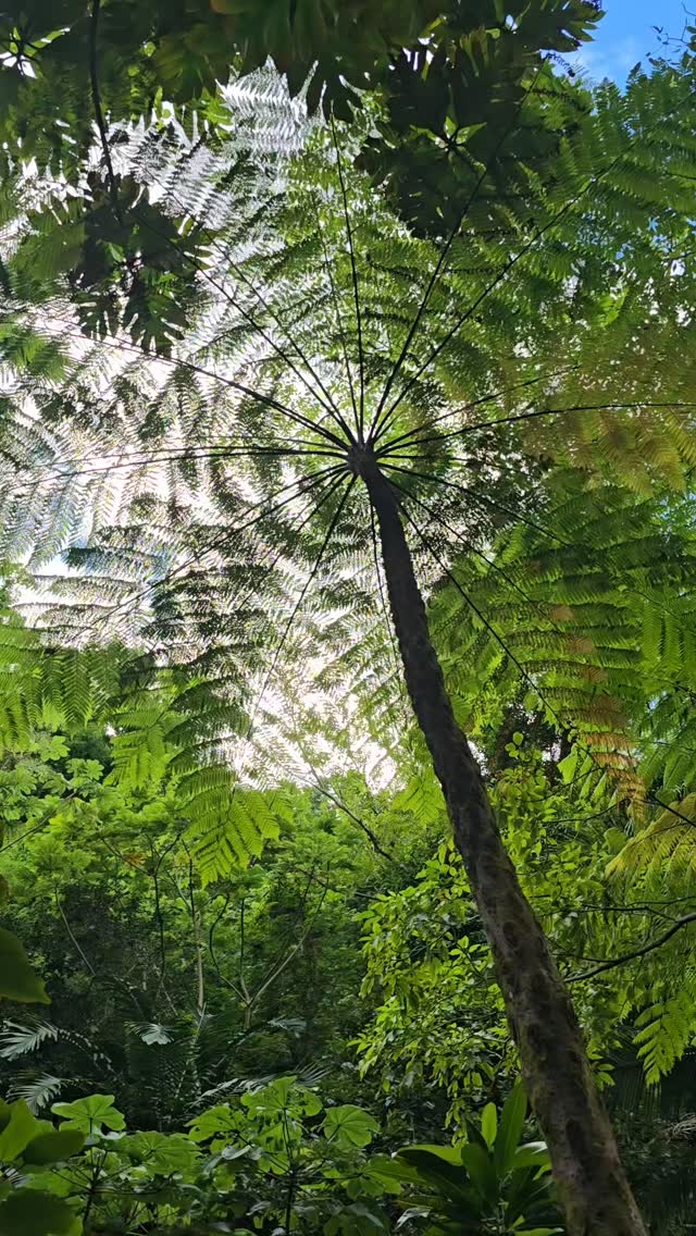 Every year we change. Every year our cells regenerate. Every day there is an opportunity to accept change as transient.
This birth cycle of the 9th day day, of the 1st month in the year 2025, with the 9th Ray of the silver violet ray, I opt for earthhealing, the axis of change.#asian_female_entrepreneur #coherence #nature #decoloniseyourmind #breathwork #asian #heal #planetearth #greenbeauty