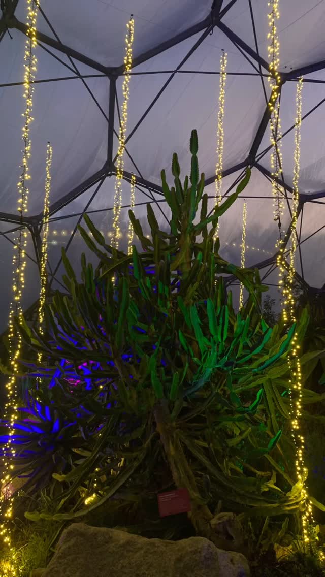 Thank you @edenprojectcornwall for an incredible light display! It was magical 🤩 and I even ventured to the top of the rainforest biome gantry to get the best view. My favourites were the pulsating jellyfish lights and the rainbow cords in the RFB.
#cornwall #lightshow #winter #lightmagic #december #biome #edenproject #visit #plants #visitorattraction