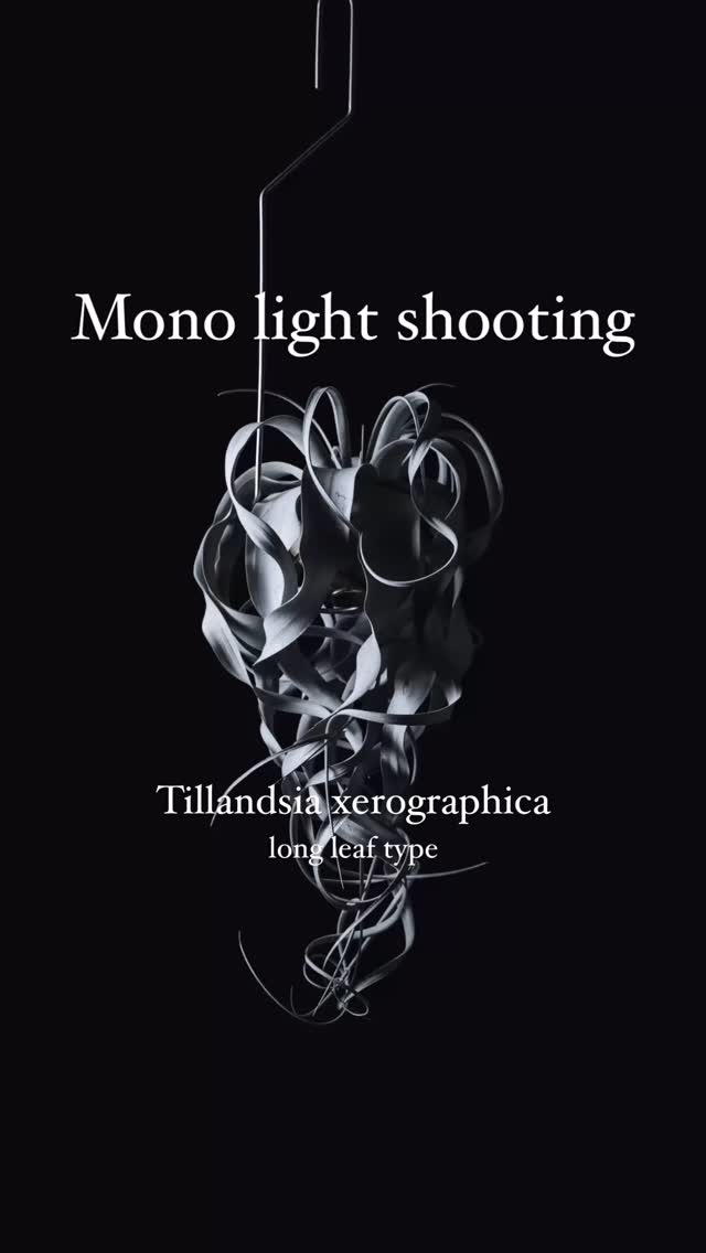 当社設立8周年目の記念日にエース株のチランジア キセログラフィカさんを撮影。
同日に届いた最強の暗幕、暗素研の『太黒門』を使用。
可視光線の吸収率99.9%。ヤバすぎでしょ。
ストロボの背景漏れをほぼ気にせず撮影出来ます。
レンズも最近の新入りTS-E50/2.8Lを無駄に使用。アオリもマクロ域でもないのになんとなく。
しかしながらしっかり階調も美しくキレも申し分なくさすがデカいイメージサークル持ってるだけはある超優秀レンズです。
Made in Japan頑張ってます。
8年目の弊社も時代にのまれることなくギリギリ生きていきます。
#monolightshooting #stilllifephotography #indoorplants #xerographica