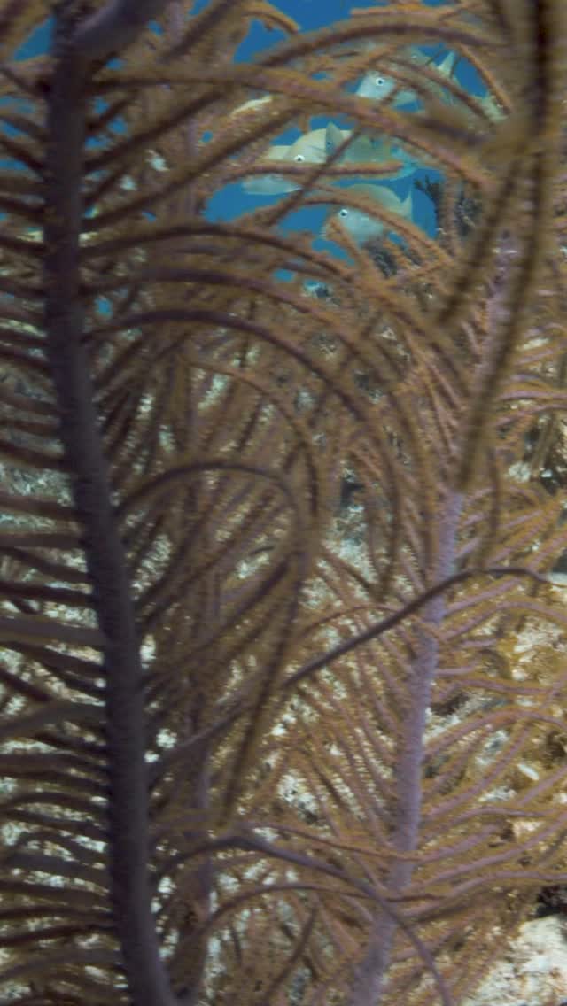 The Caribbean reef octopus is the absolute master of disguise and one of the most intelligent known invertebrates. The way this species can completely change their color to blend into their environment amazes me - using specialized color cells called chromatophores. They also have such amazing control of their skin and muscles that they can match the texture of their surroundings as well. A camouflaged Caribbean reef octopus can be nearly impossible to see and is such a special treat to film! Filmed on a Red digital cinema camera with a Gates Underwater housing @biminiscubacenter @scubadiving @octonation @octopus.fans @redcamerausers @reddigitalcinema @gates.underwater #octopus #reef #octopod #legs #cephalopod #octo #octonaughts #octopuses #octo #scuba #chromoatophores #color #colorchange #underwater #magic #superpower #flexible #bahamas #bimini #Scubadiving #bucketlist #wanderlust