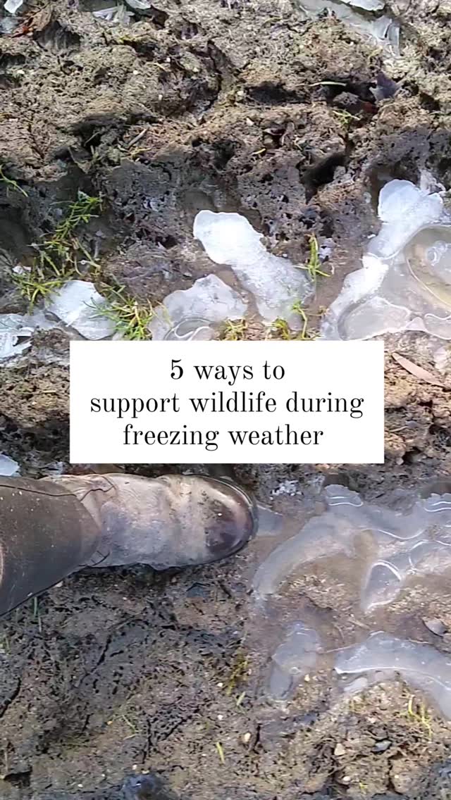 5 ways to support wildlife during freezing weather. Read the comments for more!
#envisagegardens #designedbyexpertscreatedbycraftsmen #worcestershiregardendesign #worcestershire #freezing #winter #wildlife #wildlifeofinstagram #wildlifeprotection #wildlifeconservation #nature #naturelovers #naturegram