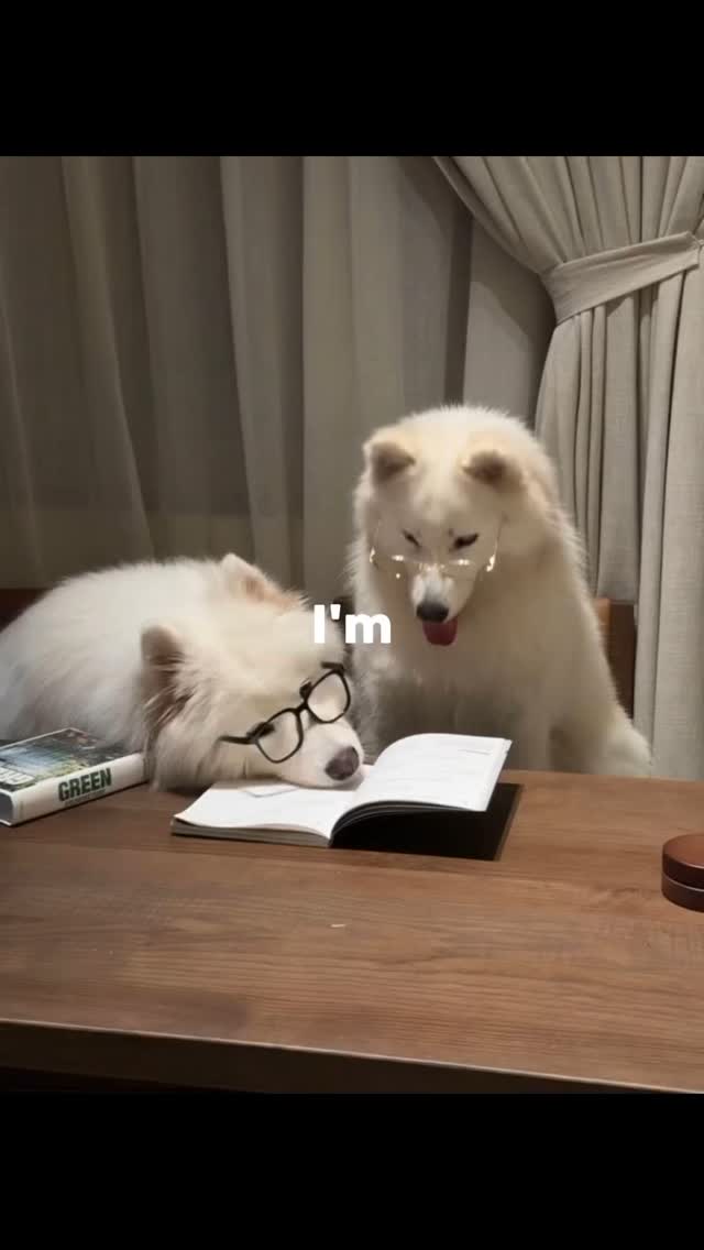 Me, trying to survive Monday: 🐶➡️💤
#mondaymood #mondayvibes #samoyedpuppy #samoyedlife #dogmom #doglife #puppylife #dogoftheday #cutepuppy #puppylover #doglifestyle
