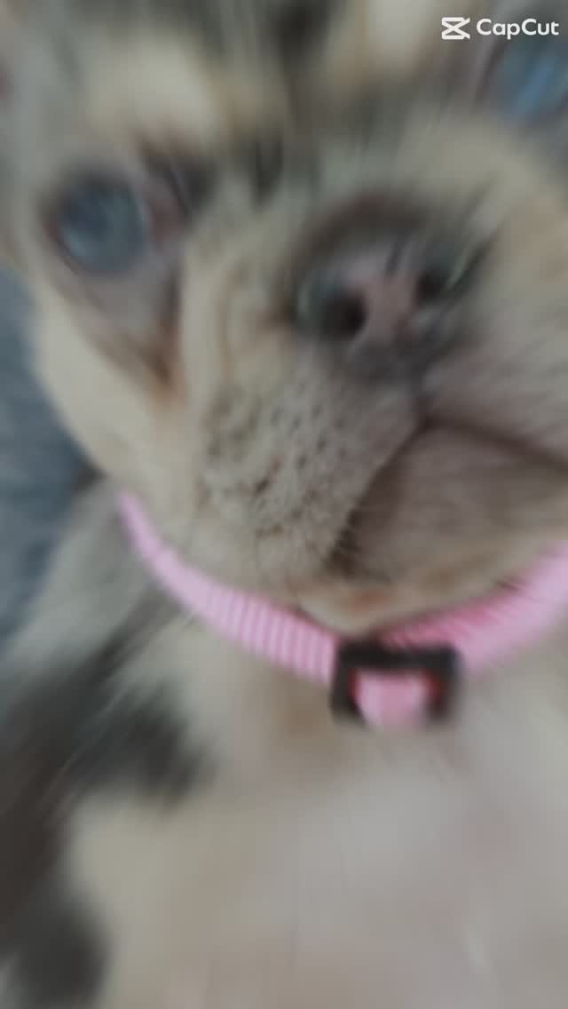 Miss Pansy is just the CUTEST! #frenchbulldog #frenchbulldogsofinstagram #frenchiepuppy