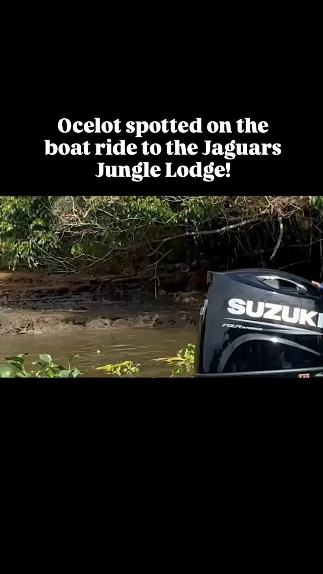 This beautiful ocelot gave us a show on the boat ride from Sierpe to the Jaguar's Jungle Lodge the other day! He or she was observed hunting an iguana and exploring the mangrove shores for food.
#ocelot #costaricaexperts #costarica #costaricatravel #jungladeljaguar #wildlife #wildlifephotography