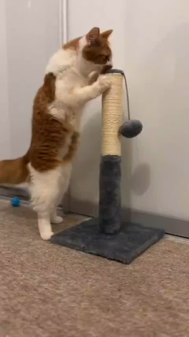 ✨ Key Features of the Pets Crew 50cm Cat Scratch Post! 🐾
🐱 Sturdy & Durable: Designed with premium materials to handle even the most enthusiastic scratchers!
🐾 Cozy Base Board: A soft, stable foundation for scratching, lounging, and playtime.
🏠 Compact Design: 50cm tall—perfectly sized to fit any corner of your home.
⚡ Quick & Easy Assembly: Ready for your cat to enjoy in no time!
Keep your furry friend entertained and your furniture scratch-free with the Pets Crew Cat Scratch Post—crafted with love and decades of pet care expertise. 🐕🐈
🛒 Affordable, stylish, and cat-approved! Don’t miss out!
More details at pets-crew.com
.
.
.
.
#petscrew #pets_crew #petcrewpetsupplies #cat #pet #catlover #pet_toy #pettoys #uk #kitten #meow #scatch #hometime #sweet #petlovers #friends #furry #compact #cozy #sturdy #easy #assembly #affordable #stylish #catapproved #post