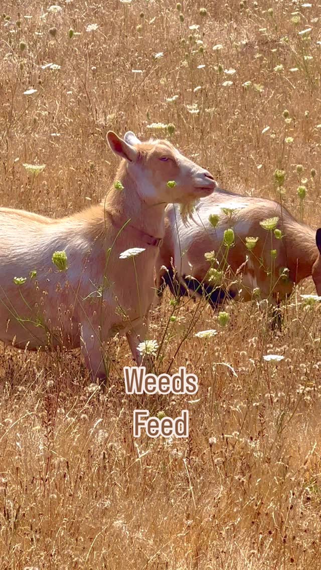 Weeds Feed.
Don’t be so quick to pull out all those weeds. Many animals and crucial insects rely on them for food. For example: If you don’t like rabbits eating your flowers and veggies - stop pulling out the dandelions and clover, which they love. The goats in my reel are snacking on Queens Anne Lace which many of you think is any invasion weed but it is also a host plant for caterpillars, butterflies, bees, and other beneficial insects.
#goats
#goats🐐 #goatsofinstagram #animalconservation
#animallovers #goatsareawesome
#happygoats #goatlife #happyanimals #weedsarefood #weedsfeed #organicgardening