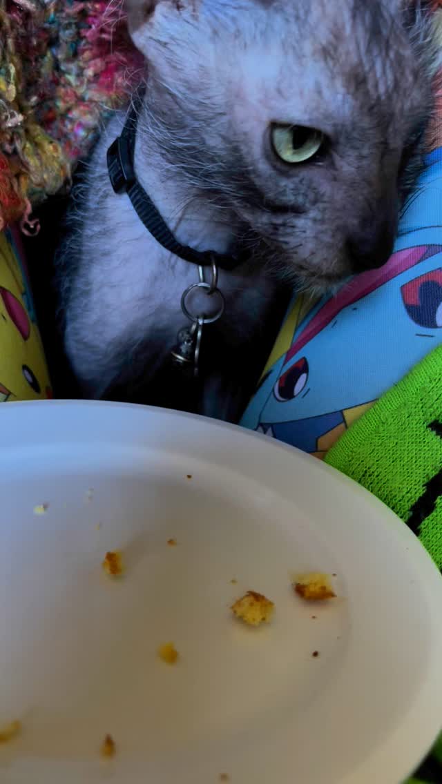 Crumb vacuum
#cats #lykoi #catsofinstagram #catsofig #art #goth #cornmuffin #huskiesofinstagram #husky #huskies #huskiesofinsta #catsofinsta