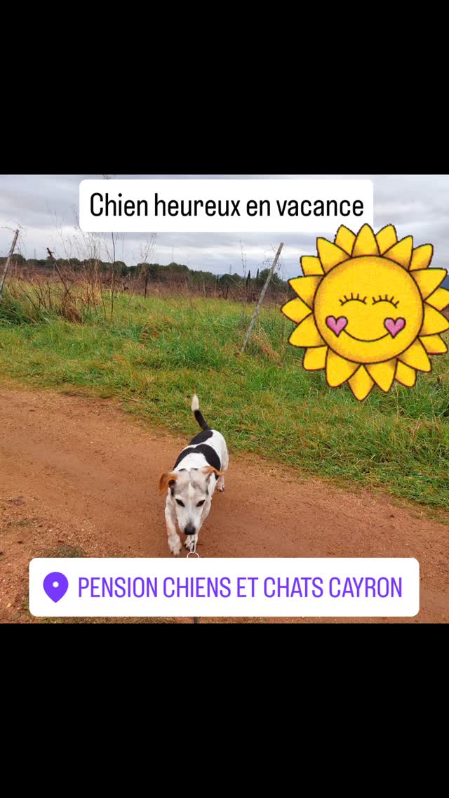 #pensioncanine #copains #roquebrunesurargens #doglife #vacancecanine