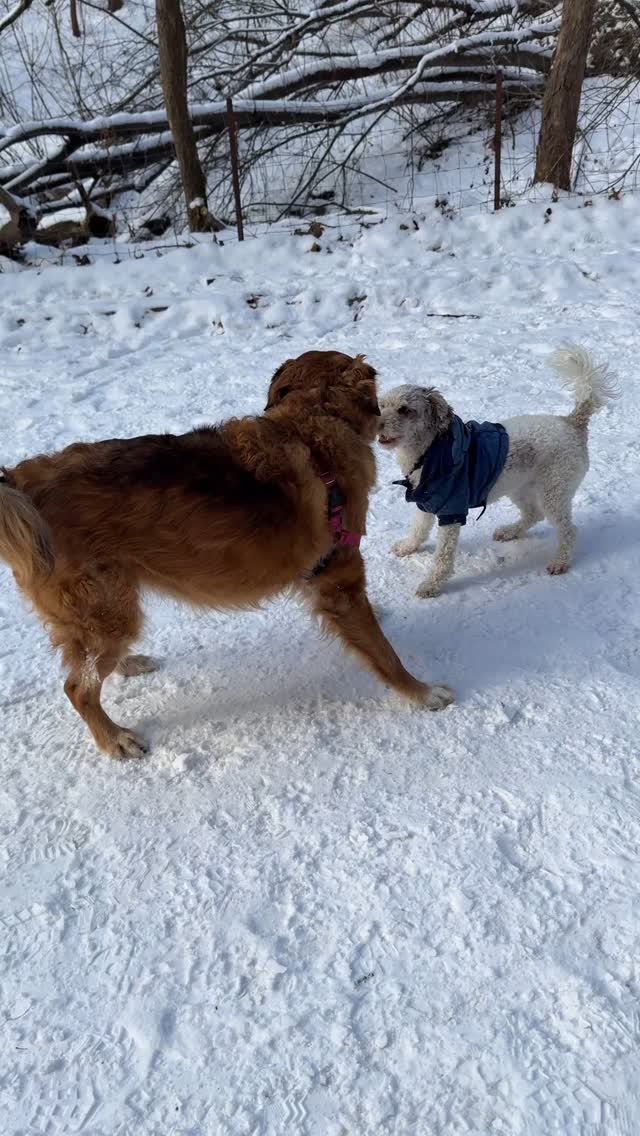 Frankie and Nessa enjoying the snow! #wewillwalkyou #torontodogwalker #highpark #toronto #dogsofinstagram #dogsoftoronto #torontodogs