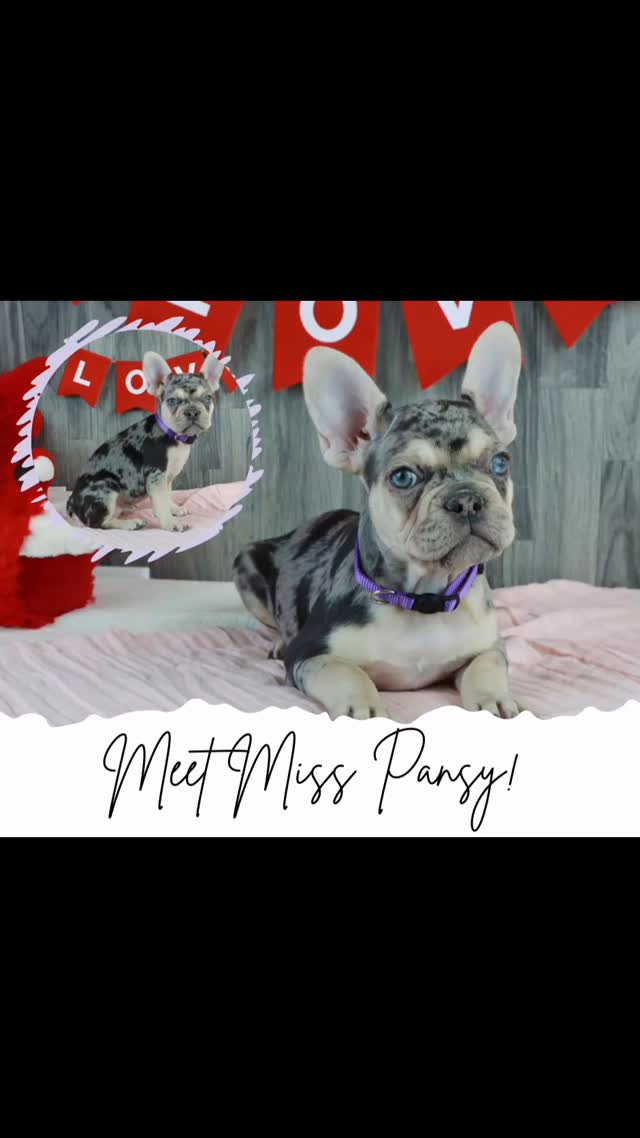 Pansy is the sweetest little Frenchie girl, full of charm and affection! She loves playing with her brothers and brings so much joy to everyone around her. Be sure to check out Pansy and her adorable siblings at ➡️ www.pawprintcompanions.com
#frenchbulldogpuppies #frenchbulldog #frenchiepuppy