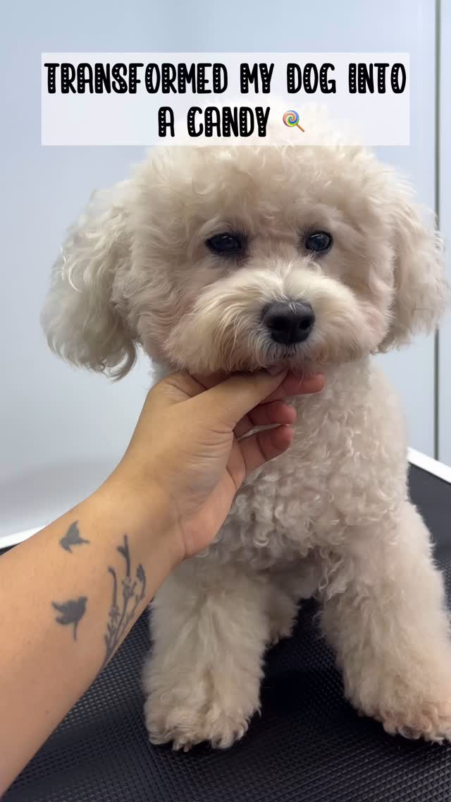 These dyes are completely pet safe and harmless
Made with fruits and veggies it stays for a few washes 😍 @opawz
#mumbaipetslovers #colourthedog #dogcoloring #trendingreels #petstudio #dogsofinstagram #groomer #groomeddog #groomedwithlove #wellgroomed #trendingreels