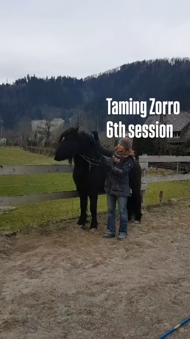 Sweet wild Zorro learning that halters can be great.