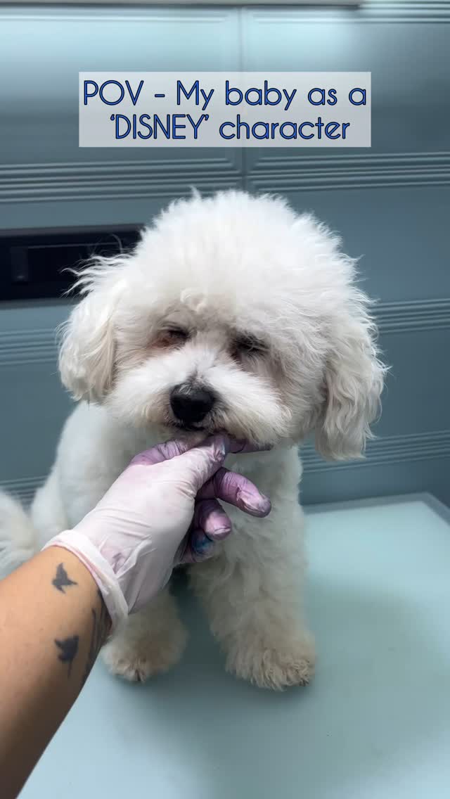 These dyes are completely pet safe and harmless
Made with fruits and veggies it stays for a few washes 😍 @opawz
#mumbaipetslovers #colourthedog #dogcoloring #trendingreels #petstudio #dogsofinstagram #groomer #groomeddog #groomedwithlove #wellgroomed #trendingreels