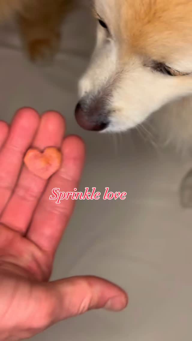 Sprinkle some love this Valentineโs month! โค๏ธ
Weโre adding extra love to every Apple Treats bag this February! ๐๐
Everything is healthyโour heart-shaped treats are naturally colored with beet powder. ๐
Get your healthy and sustainable dog treats at Doganic.com! ๐ถโจ