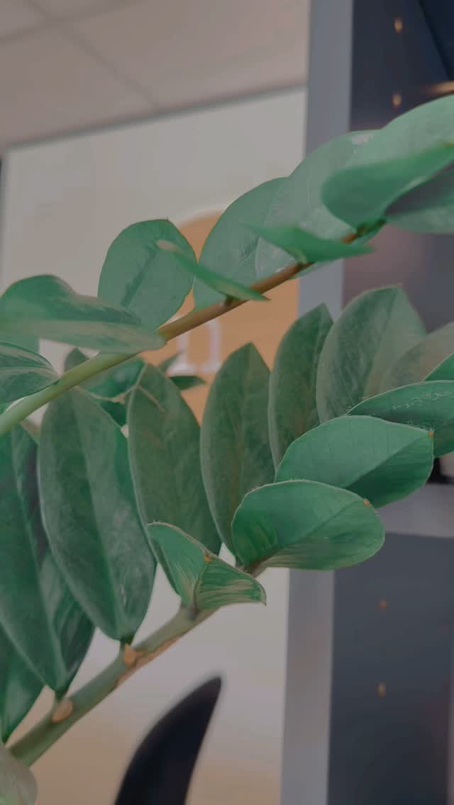 A cup of @naturally_healthful tea while you wait? Bliss!
Come and try the Protect Immune Wellness in the studio this week ✨
#northernbeaches #wellnessstudio #avalon #naturallyhealthful