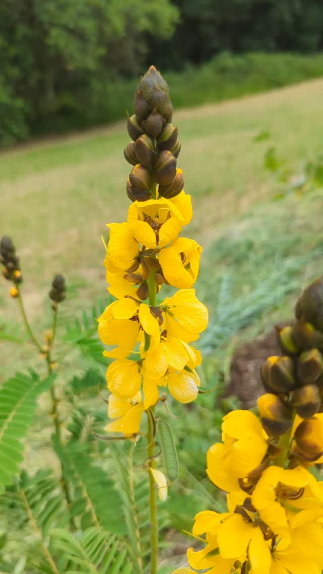 Swale update!
Today Will did a bit of maintenance on the swales (with help) bit of a whipper snipper (or a weed eater if you're a kiwi 😉) and we planted some little papaya that we grew from seeds as well as some more banana and a pigeon pea.
All the fruit trees are growing well! And the Popcorn Cassia is flowering..
Lots of bananas of the trees planted at the first paddock to plate (I didn't get a photo though)
We have to come back to do the same with the second Swale..
#diginhealthco #permaculturedesign #veteranownedfamilybusiness #swale #DiggersRest #paddocktoplate #dietitianservice #growyourown #Wellness