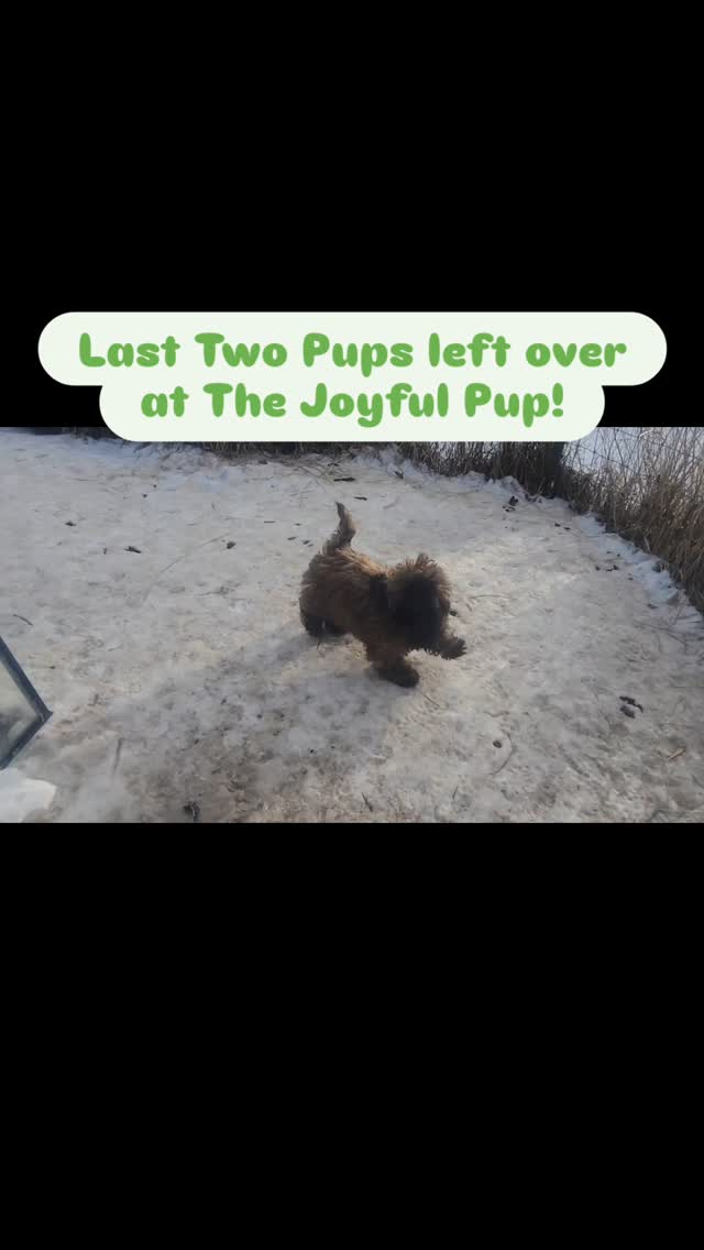 What a whirlwind! To have almost all the pups gone in 24 hrs is quite a task, but we're just about done!
...but... we have two Shih Tzu pups left! This little green collared brown girl has been up to be looked at *4 times*, and everything they canceled before coming. (I think if they had come, there's no way they'd leave without her!) She is the fluffiest, bounciest one of the bunch, so much fun. And my tricolored male, the neon green collar, is a sweetheart, the one all my kids loveto have in their laps.
Look me up and get your little fluffer pup!
#shihtzu #puppyforsale #shihtzulovers #dog #puppy #shihtzusofinstagram