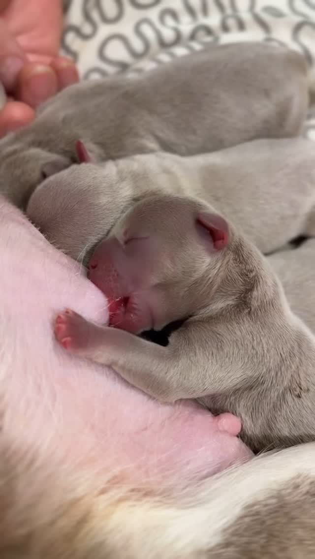 Ein neuer Anfang, so klein und doch so bedeutend. Willkommen in der Welt, kleine Wunder. ♥️
Der erste Atemzug, die ersten Bewegungen, der erste „Blick“ in eine neue Welt – ein intimer Moment voller Leben. 🥹
Schaut euch mal diese kleinen Mäuse an 🐭🐁. Wir sind überglücklich 🥹. Cuteness-Overload und wieder tolle Ruten dabei 😍. Alle Welpen tragen ihr Fellkleid in der Farbe Isabella, genauso wie ihre Eltern. Manche haben zudem noch Tan-Abzeichen. 💛
Vielleicht für manche ungewohnt, so lange Ruten bei dieser Rasse zu sehen. Doch für uns ist es das Ergebnis eines langen und konsequenten Weges. Wir wissen: Der Weg ist das Ziel. Es sind die kleinen Details, die den Unterschied machen – und
dennoch ist es ein komplexes Zusammenspiel vieler Faktoren, an denen wir stetig arbeiten, um das Beste zu erreichen. Perfektion gibt es (noch) nicht – wahrscheinlich wird es sie auch nie geben. Doch jeden Tag aufs Neue alles zu geben, um der Rasse mehr Lebensqualität zu geben, dass ist das was zählt. 😇 Natürlich werden vorerst auch kürzere Ruten nicht verschwinden. 😊
Wie findet ihr eigentlich Ruten-Bullys? 😇
#AlphaBully #retrofrenchie #sportlichebulldogge #französischebulldoggen #bulldoggswithnoses #bullymitnase #healthyfrenchie #frenchiesofinstagram #sportlichefrenchies #nasenbär #französischebulldogge #französischebulldoggedeutschland #französischebulldoggeschweiz #bullysmitnase #frenchiebreeder #bulldoggezüchter