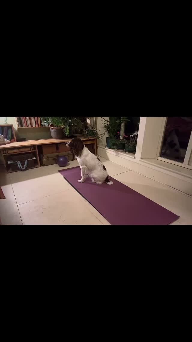 ❤️
Who else is up for Pet Pilates ? 🐶