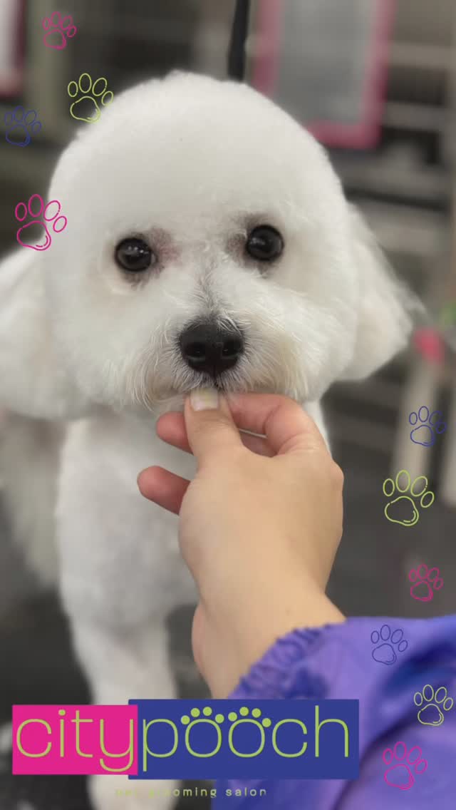 See you all tomorrow! We are open Tuesday - Saturday and have early morning and afternoon appointments! Call us to schedule your pups glow up session 🤩🐾🐶