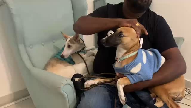 Story Time: Meet Sprout and Noodles!
These nervous little puppies came to us a few weeks ago and were super anxious, nervous and generally reactive to everything. We couldn’t even take their harnesses off without a little bit of drama 🙃 but after a TON of TLC especially from our big man Mr.T these two have settled in nicely and integrate so well into the group!
A little TLC, with some consistency and a whole bunch of patience goes such a long way in creating the right environment for your pups! Give it a go, you are all they have 🩵
#dubaidogs #dogsindubai #dubai #mydubai #dogs #nyc #hellofromspot #boarding #grooming #welovedogs #dogsofdubai #dubaidog #doggieboarding #doggiedaycare #doggieboarding #dogdaycare #dogdays #uaedogs #dxbdogs #everydayawesome #adoptdontshop #pethealth #petnutrition #happypup #suspect