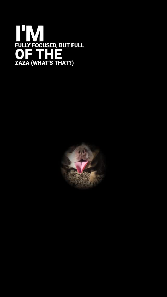 FAT DADDY
#FATDADDY
#ITTYBITTYKENNELSLLC
#ITTYBITTYKENNELS
#BULLY
#BULLYBRRED
#BULLYSTUD