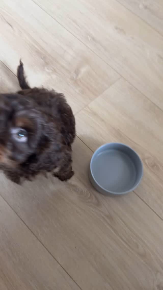 Noodle might also intern and join some of our client calls so don’t be surprised if you see him, he’s just taking notes 📝