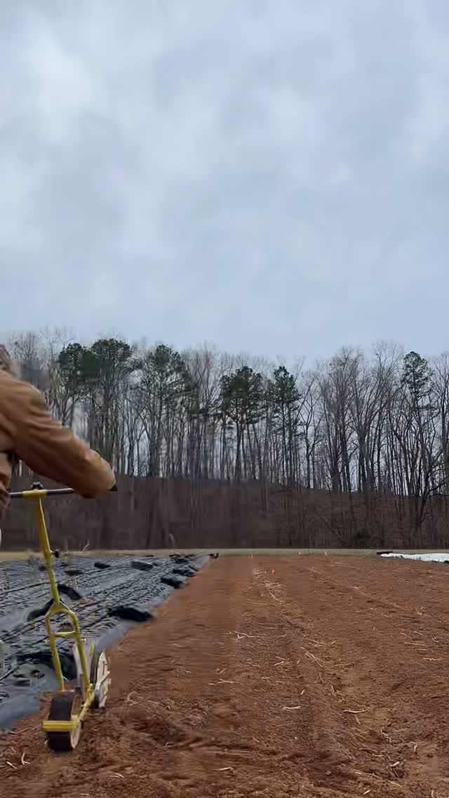 Look at us go! We’re seeding up a storm at the farm this month, and while we wish we could go this fast in real life, it’ll all be worth the effort when spring comes around! 🌱
It’s been so fun to watch the greenhouse fill up with trays and sow fresh rows with our favorite spring annuals. Fresh flowers are right around the corner! 💫
In the meantime, enjoy this little snippet of our morning from last week ~ video by @annamwha 📸
And don’t forget to order those Valentine’s Day flowers! 💐 Head to the link in our bio or email us at orders@peachhousefarm.com to reserve yours. ✅
#flowerfarm #seeding #valentinesday