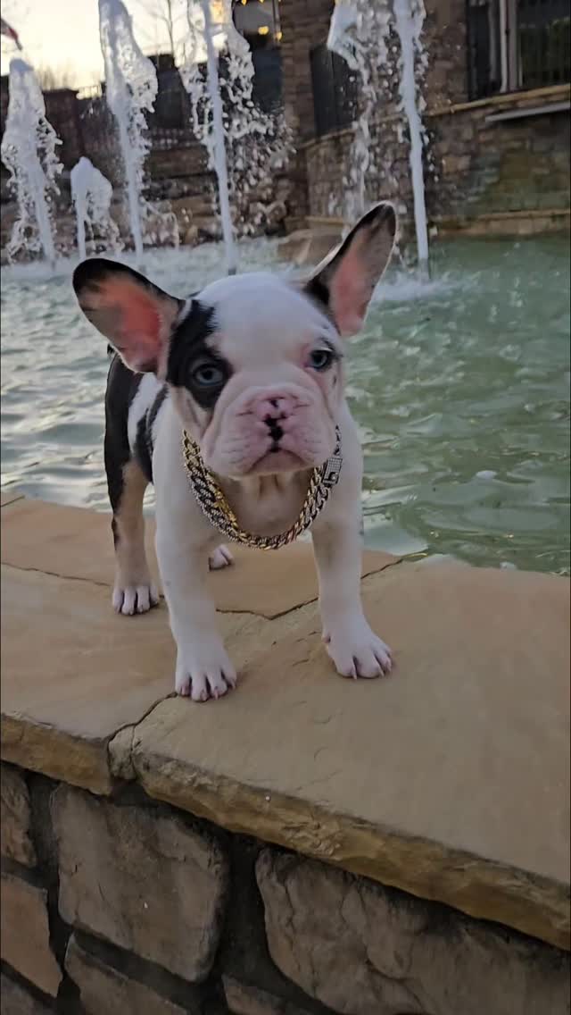 Husky
KOI
1 copy Pink/Ak1
1 copy Testable B/b
1 copy of cocoa n/co
1 copy Tan points at/a
1 copy of blue D/d
1 copy of EM/e
1 copy of Merle
1 copy of L4
No pied
No brindle
New shade maker 🖼🎨
#ITTYBITTYKENNELS #koidaddy #koi #Merle #frenchielife #frenchbulldogsofinstagram #frenchbulldog