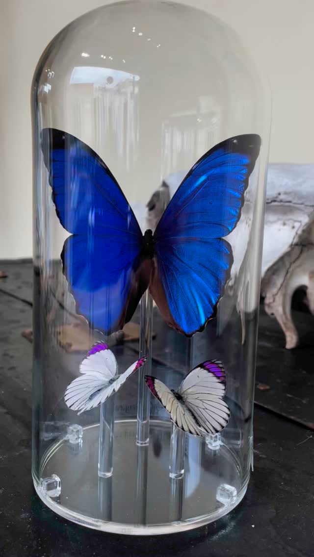 Natureโs beauty is unmatched! We havenโt seen a blue Morpho this flashy in a while! Paired with two common purple tips (misleading name imo!) this combo is a very special!
#goldenmoongallery #butterfly #nature #bluemorpho #butterflies #natural #shopsmall #supportlocal #handmade #sanmateo #bayareaart