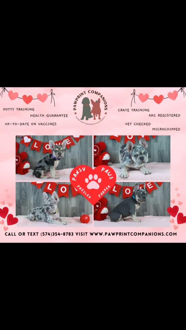 🐶✨ Meet the Fantastic Four! Pansy, Parker, Paws, and Presley! 🐾 These adorable French Bulldog puppies are bursting with personality, playful energy, and endless snuggles. Get ready for a cuteness overload! 💕😍 📣 Tag a friend who needs some Frenchie love today! 💬💕 CALL OR TEXT 574-354-8783
VISIT ➡️ www.pawprintcompanions.com
💕
#frenchielove #frenchies #frenchbulldog #frenchbulldogpuppies #puppycuddles