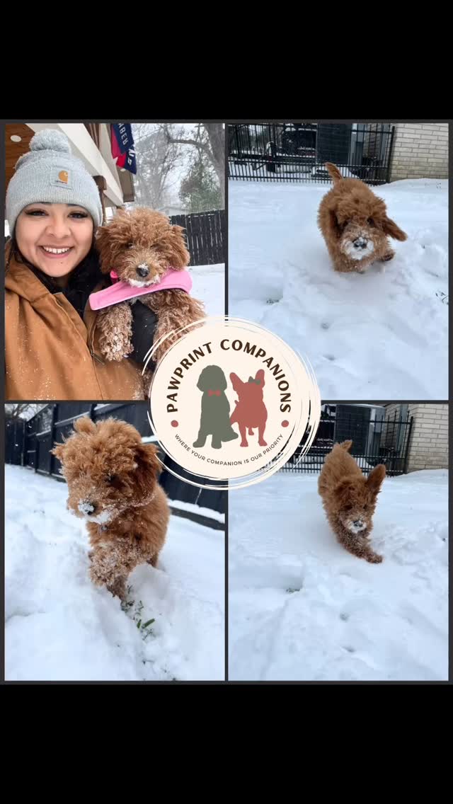 We just ADORE getting such fun PUP-dates! Miss Maggie is LOVING LIFE! She and her new momma Kaitlyn are having a Blast with their first Romp in the Snow in Houston TX!
🐾🐾🐾🐾
If you have a PUP-date you would like to share with us please send them over 🙂 We just love watching these babies grow!
#pawprintcompanions #minidoodle #doodlelove