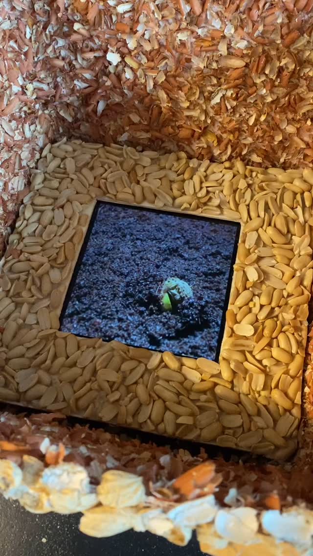 Wie die Zeit vergeht… Erinnerung an die Meisterprüfung.
#erdnüsse#handwerk#floristik #meisterwerk#grün#floristin #academyofflowerdesignaof