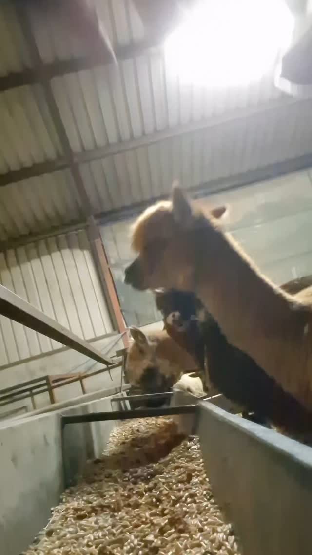 Breakfast with the Alpacas.
While they're housed, we've been using this time to get condition back on these guys. Our oldest lady in particular, Lydia was sick with pneumonia over christmas, so it's great to see her eating so enthusiastically and putting on weight!