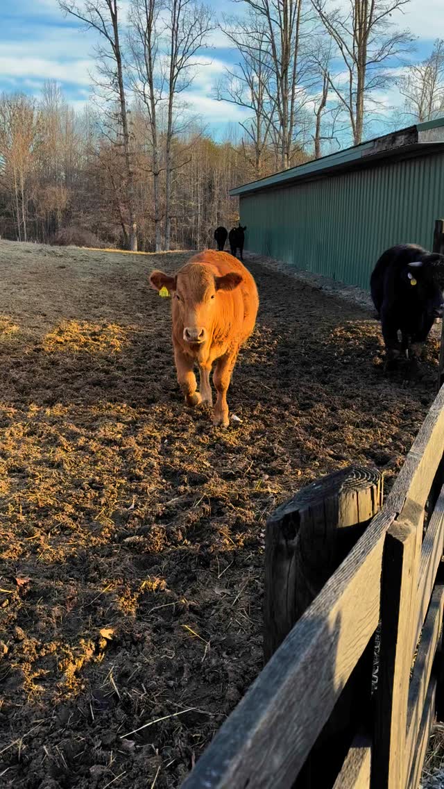 Couple of steers that identify as dogs. Dad swears he has played fetch with a cow before but I’ll let you decide if that’s true.
#clintscattle #akaushi #beef #virginia #americanakaushi