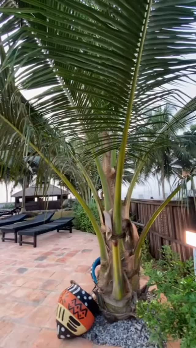 Handmade details, Ocean waves, and that feeling you can’t quite put into words. Just breathe it all in.
#crafts #beauty #goldenhour #waves #oceanbreeze #soulful_moments #naturemeetscraft #afikibeachhouse #sunrise #coconut #cleanbeauty