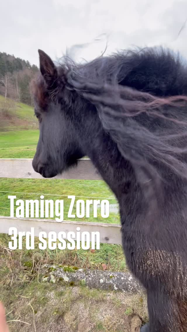 Zorro’s 3rd session was about allowing my hand to remain touching him so that he can find relaxation while being touched and about working towards allowing his head to be touched. I play with extending his comfort zone by moving my hand while keeping a close eye on his boundaries so that I don’t go too far and retreat whenever he connects by keeping my hand still.