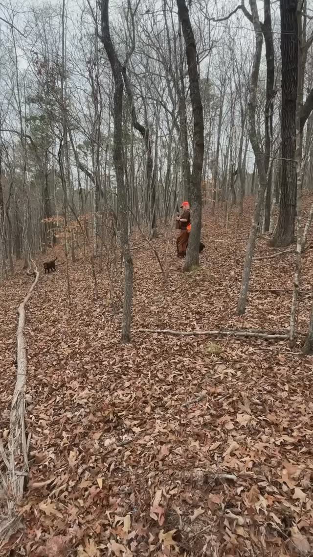 Successful example here of our Half Day Guided Quail Hunt Clinics teaching this handler the best next steps for developing his gun dog. Call us to book yours!
.
.
.
#schillingsgundogs #schillingsgundogstraining #sgdtraining
#uplanddogtraining #uplanddogtrainer
#gundogtraining #gundog #birddogtraining #birddog #retriever #retrievertraining #guidedhunts