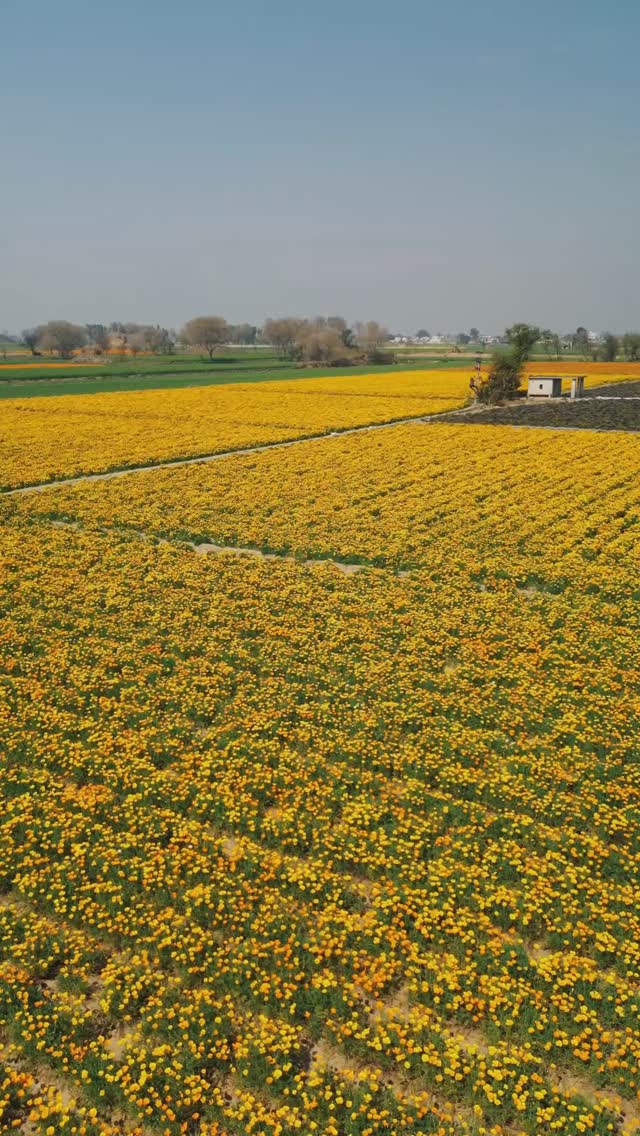 Biocarve Seeds – Another Year, Another Production, Another Hope! 🌱✨ As we step into a new season, we continue our commitment to growing the finest seeds, nurturing dreams, and cultivating a greener future. Here’s to another year of growth and possibilities! #biocarveseeds #flowerseeds #export