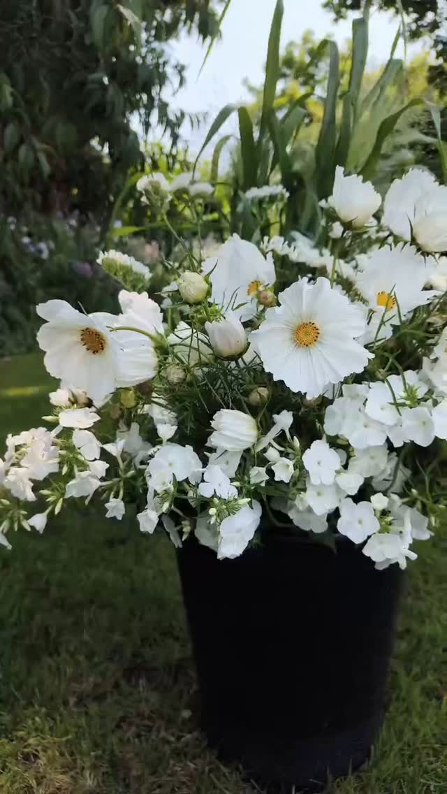 Colour palettes - classic white and green 🤍💚🤍
I always grow plenty of white flowers throughout the season for a classic white and green palette which always seems to be popular 😀