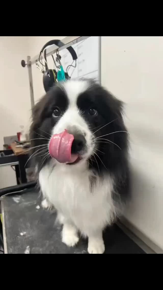 A few of our recent patients.. can you spot a familiar face? 🫢