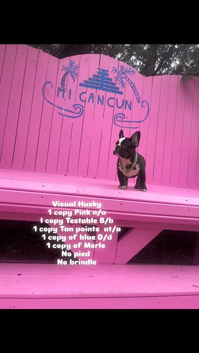 Elon Husk
Visual Husky
1 copy Pink n/a
I copy Testable B/b
1 copy Tan points at/a
1 copy of blue D/d
1 copy of Merle
No pied
No brindle
@ittybittykennels #frenchbulldog #frenchbulldogsofinstagram #frenchie #frenchielove #frenchiesociety #husky